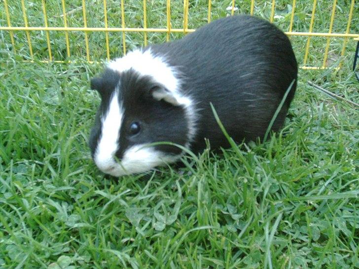 Marsvin Ronaldo billede 4