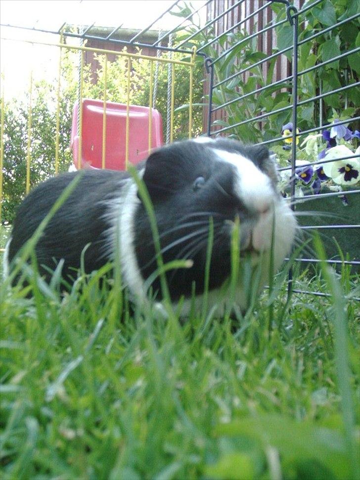 Marsvin Ronaldo billede 5