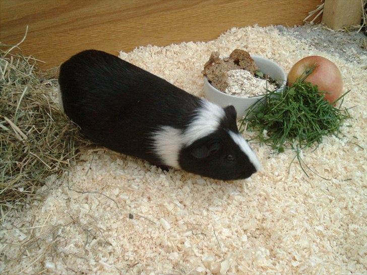 Marsvin Ronaldo billede 6