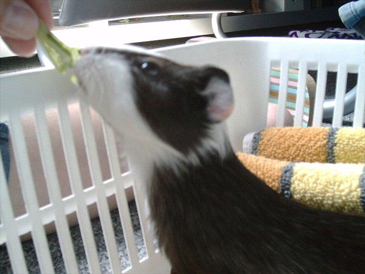 Marsvin Ronaldo billede 7