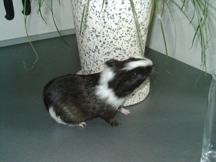 Marsvin Ronaldo billede 8