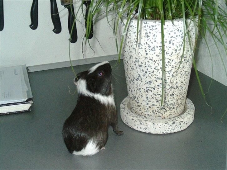 Marsvin Ronaldo billede 9