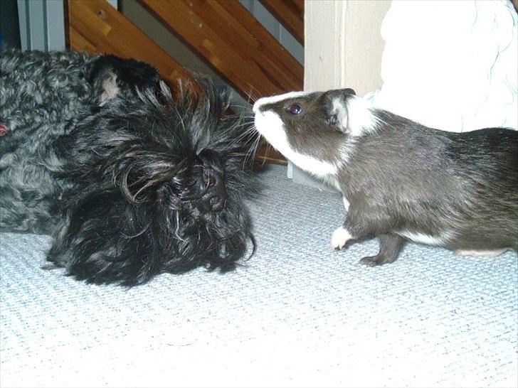 Marsvin Ronaldo billede 10