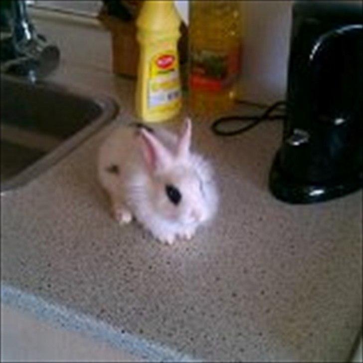 Kanin Bella ( R.I.P ) billede 8