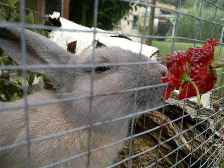 Kanin Min øjensten !Ninus<3<3 - Kira <3 billede 1