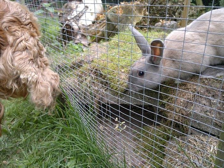 Kanin Min øjensten !Ninus<3<3 - Kira og Tim (min hund) elsker hinanden <3<3 billede 2