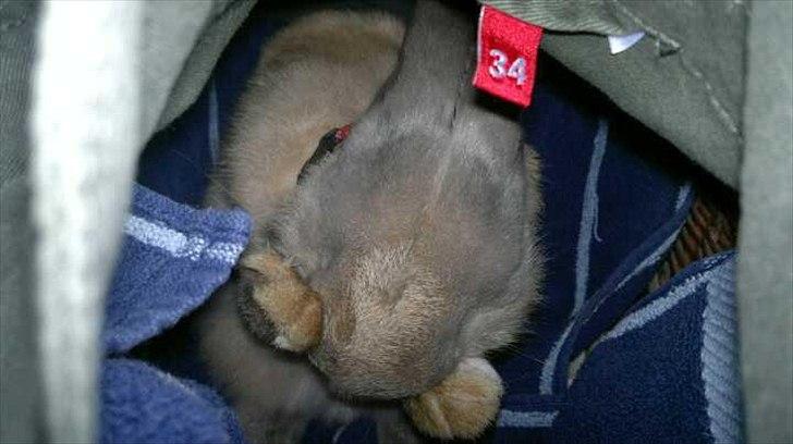 Kanin Min øjensten !Ninus<3<3 billede 3