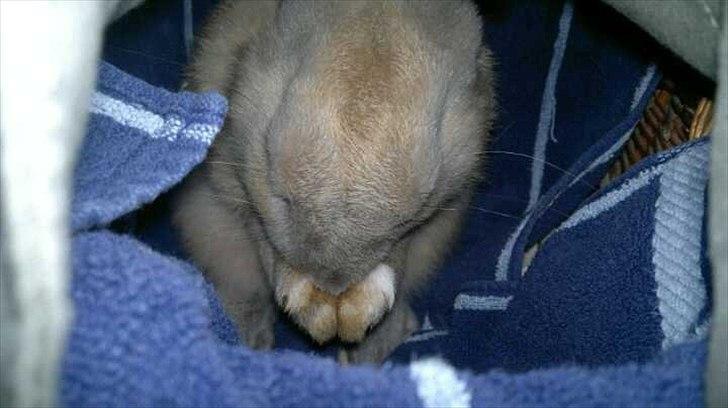 Kanin Min øjensten !Ninus<3<3 billede 4