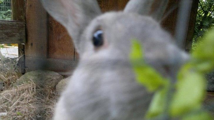 Kanin Min øjensten !Ninus<3<3 billede 5