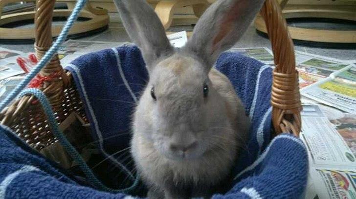 Kanin Min øjensten !Ninus<3<3 billede 6