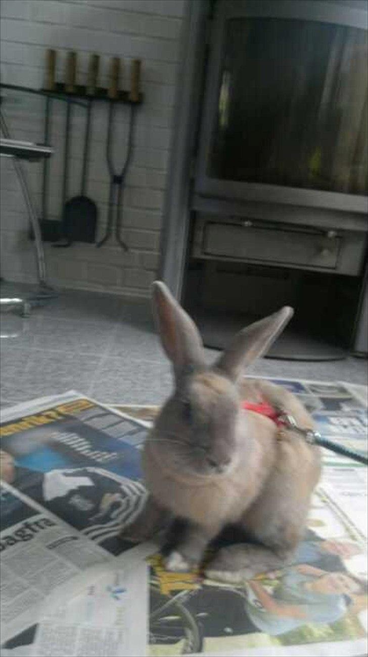 Kanin Min øjensten !Ninus<3<3 - Kira der sidder i sin lille kurv inde i stuen :) billede 7