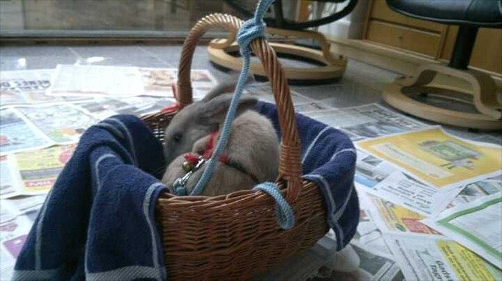 Kanin Min øjensten !Ninus<3<3 billede 8