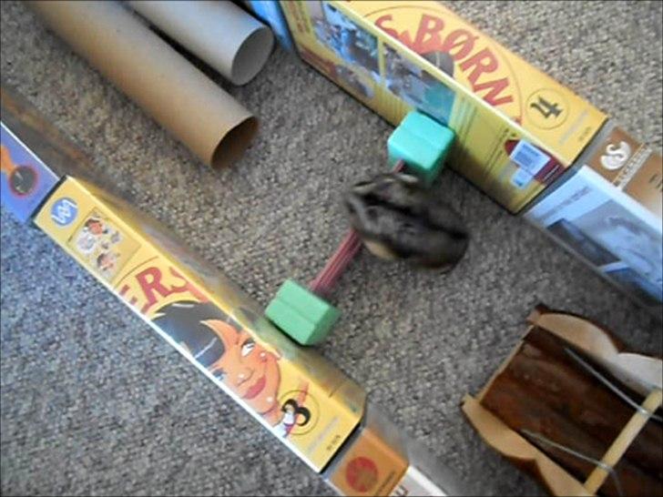 Dværghamster Striber<3 † R.I.P. † - SPRING!!!<3 billede 1