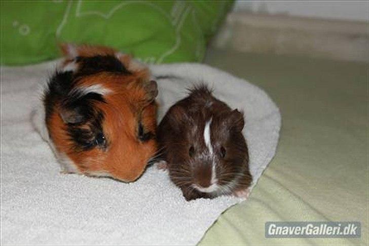 Marsvin Lucky - Lucky og Justy, da Justy var lille. billede 2