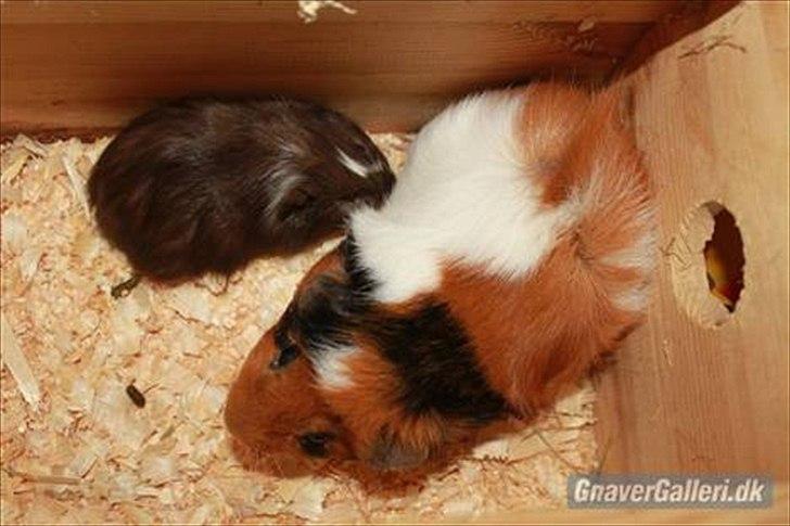 Marsvin Lucky - Lucky er et lille marsvin - her ser han bare stor ud!  billede 3