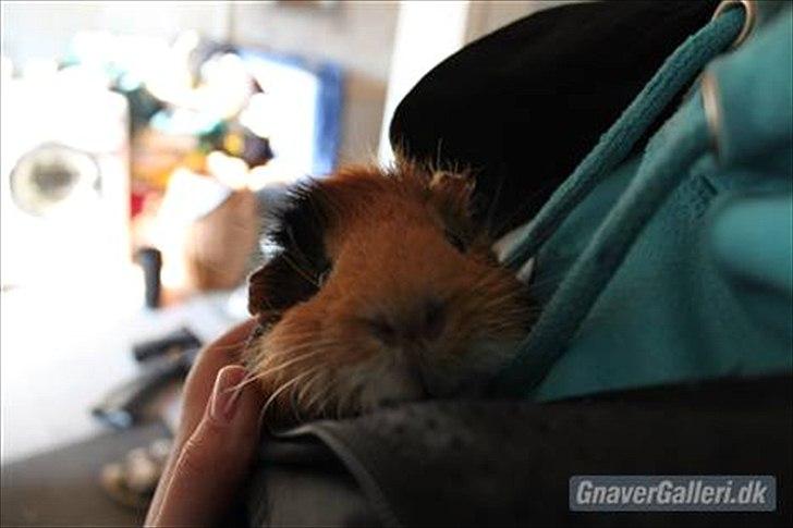 Marsvin Lucky - Årh, min lille putte basse <3 billede 5