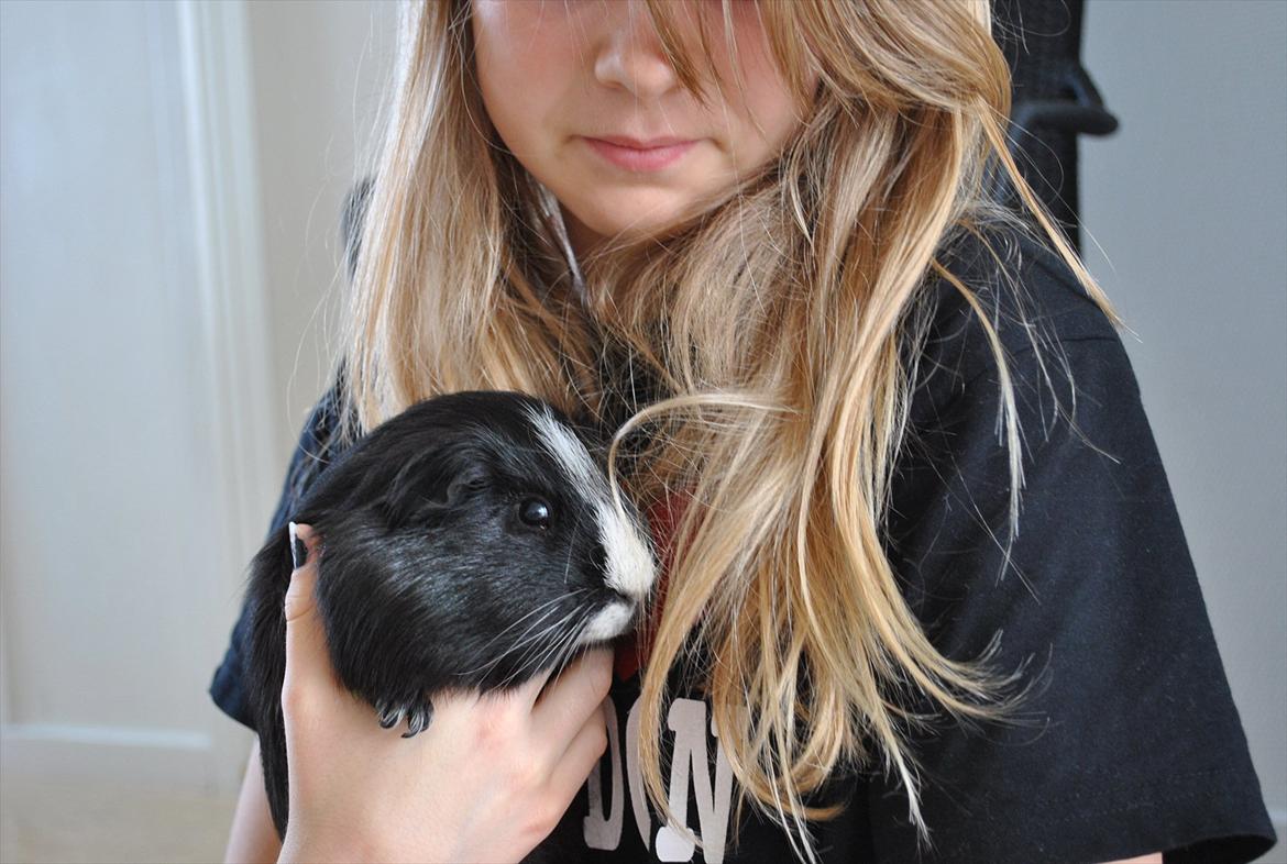 Marsvin Stribe R.I.P "Sabrinas" - Sammen med dig VAR jeg ALT med uden dig er jeg INTET :´)<3
 billede 13