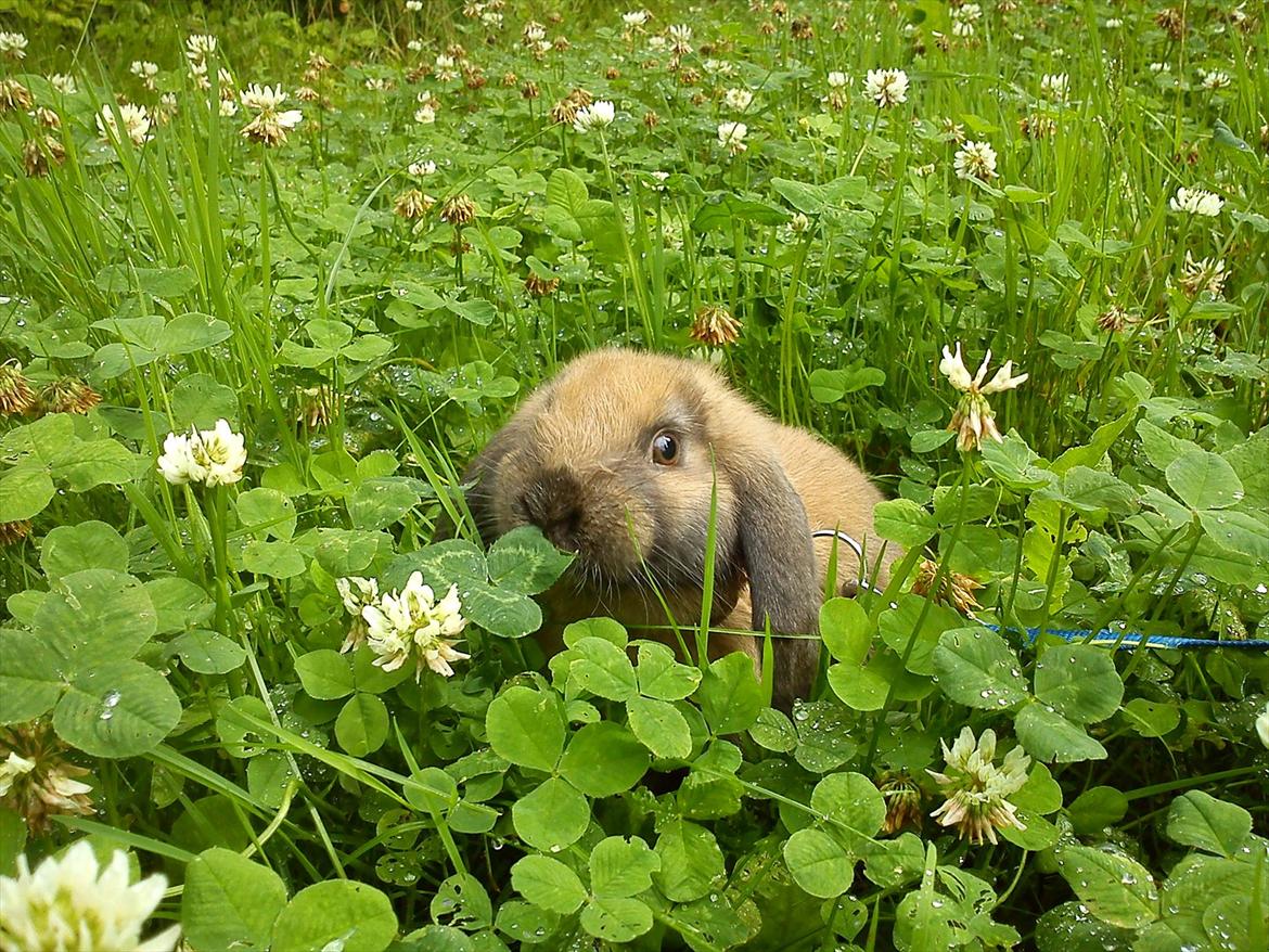 Kanin Gress Magic Atlantic city billede 1