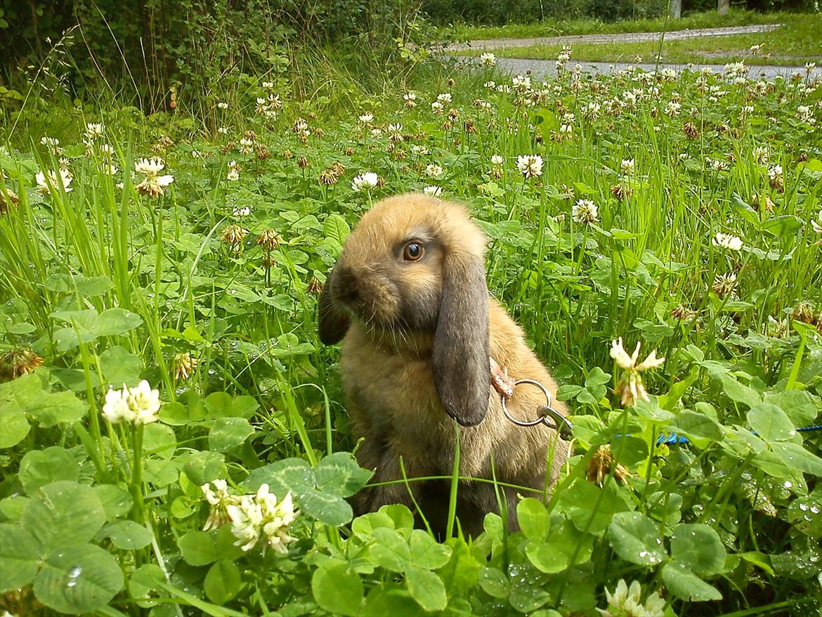 Kanin Gress Magic Atlantic city billede 2