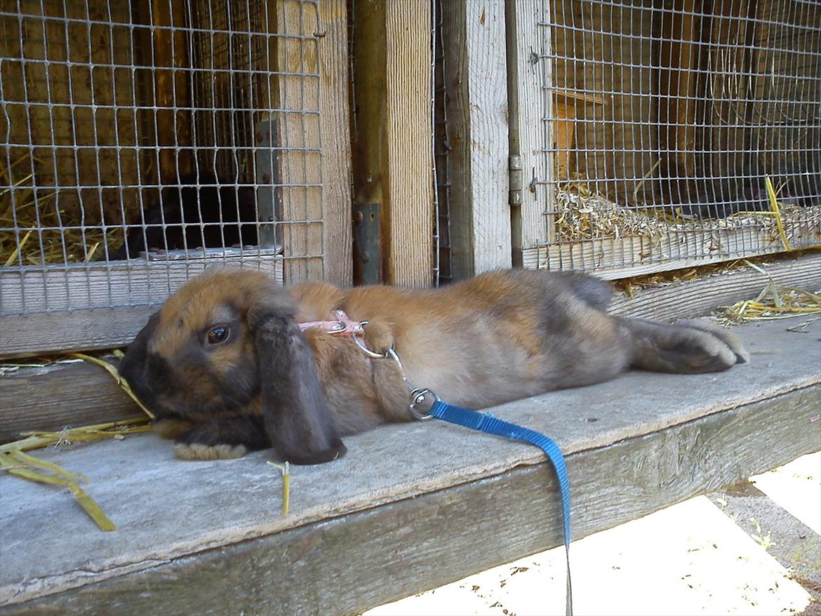 Kanin Gress Magic Atlantic city billede 3