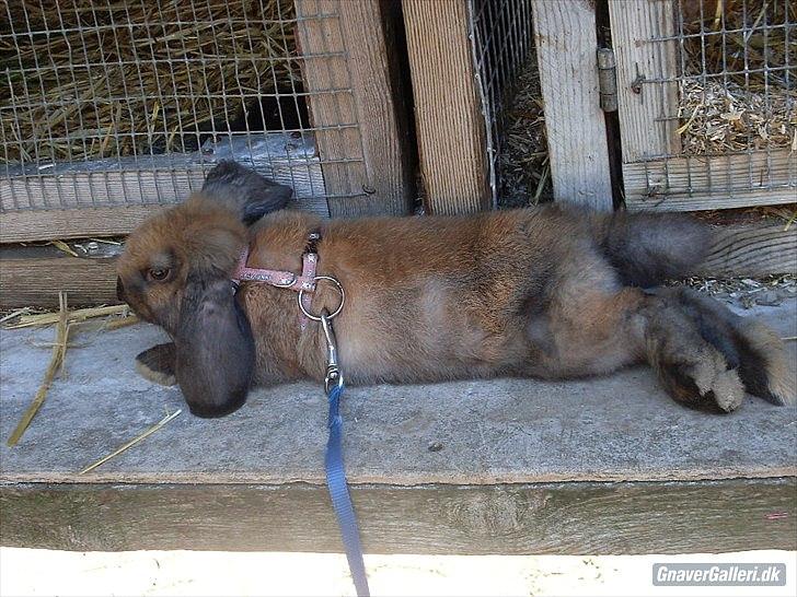 Kanin Gress Magic Atlantic city billede 4