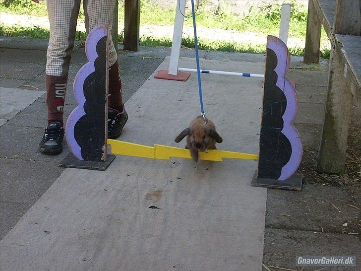 Kanin Gress Magic Atlantic city billede 5