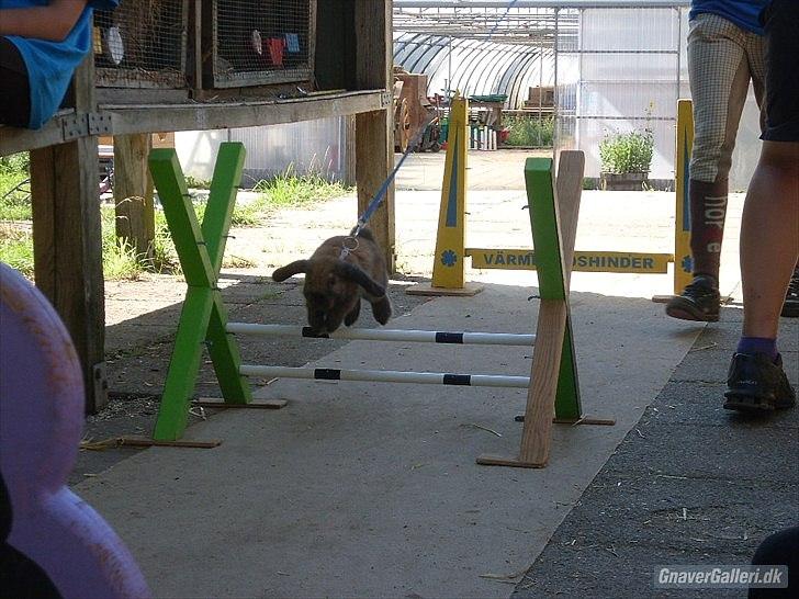 Kanin Gress Magic Atlantic city billede 6