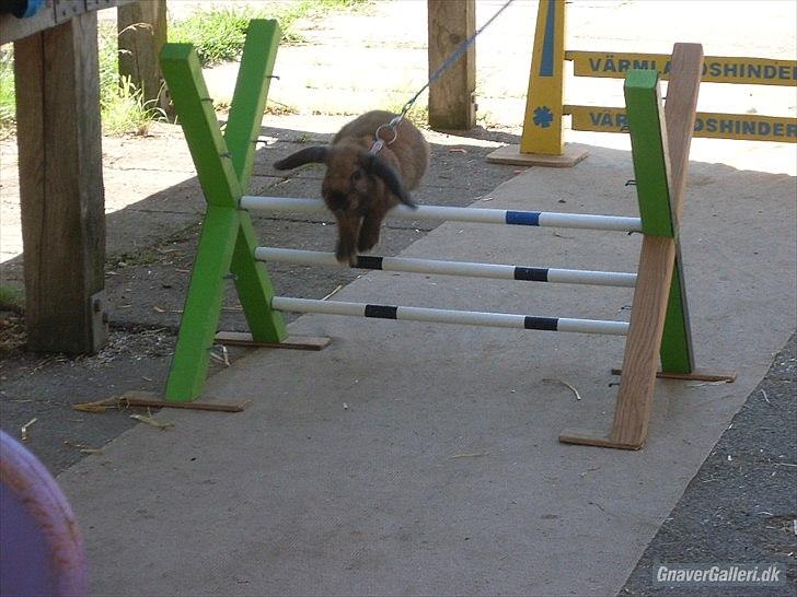 Kanin Gress Magic Atlantic city billede 7