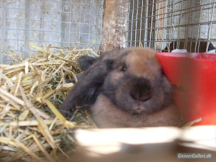 Kanin Gress Magic Atlantic city billede 8