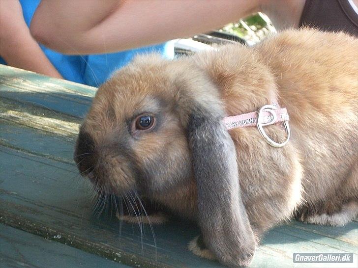 Kanin Gress Magic Atlantic city billede 9