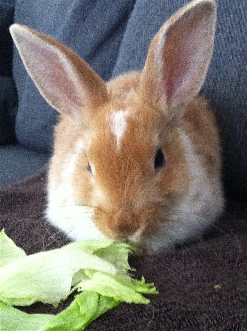 Kanin | Kong Løvefod billede 1