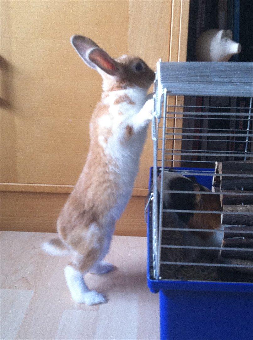 Kanin | Kong Løvefod billede 2