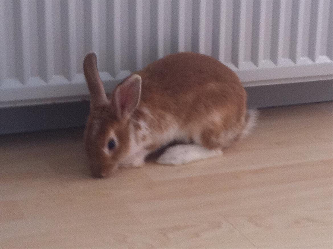 Kanin | Kong Løvefod billede 3