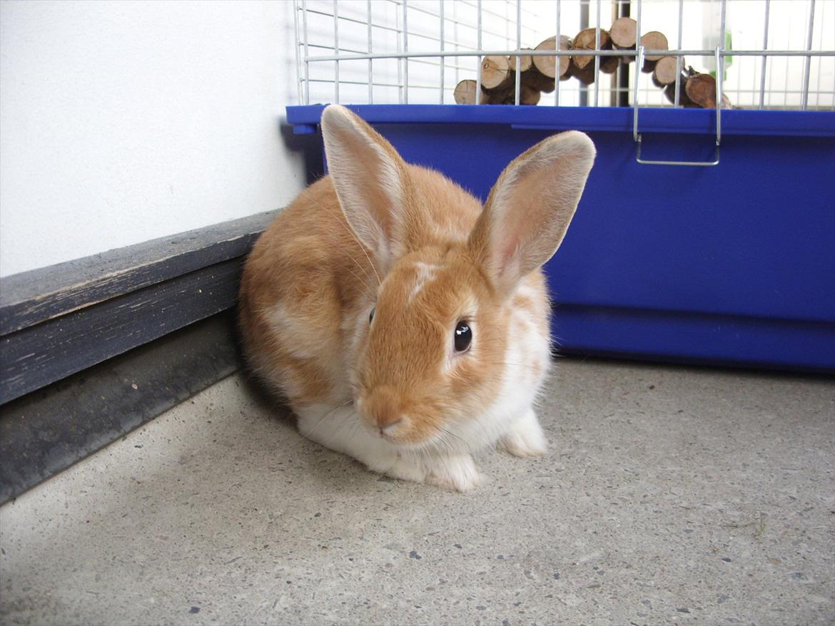 Kanin | Kong Løvefod billede 5