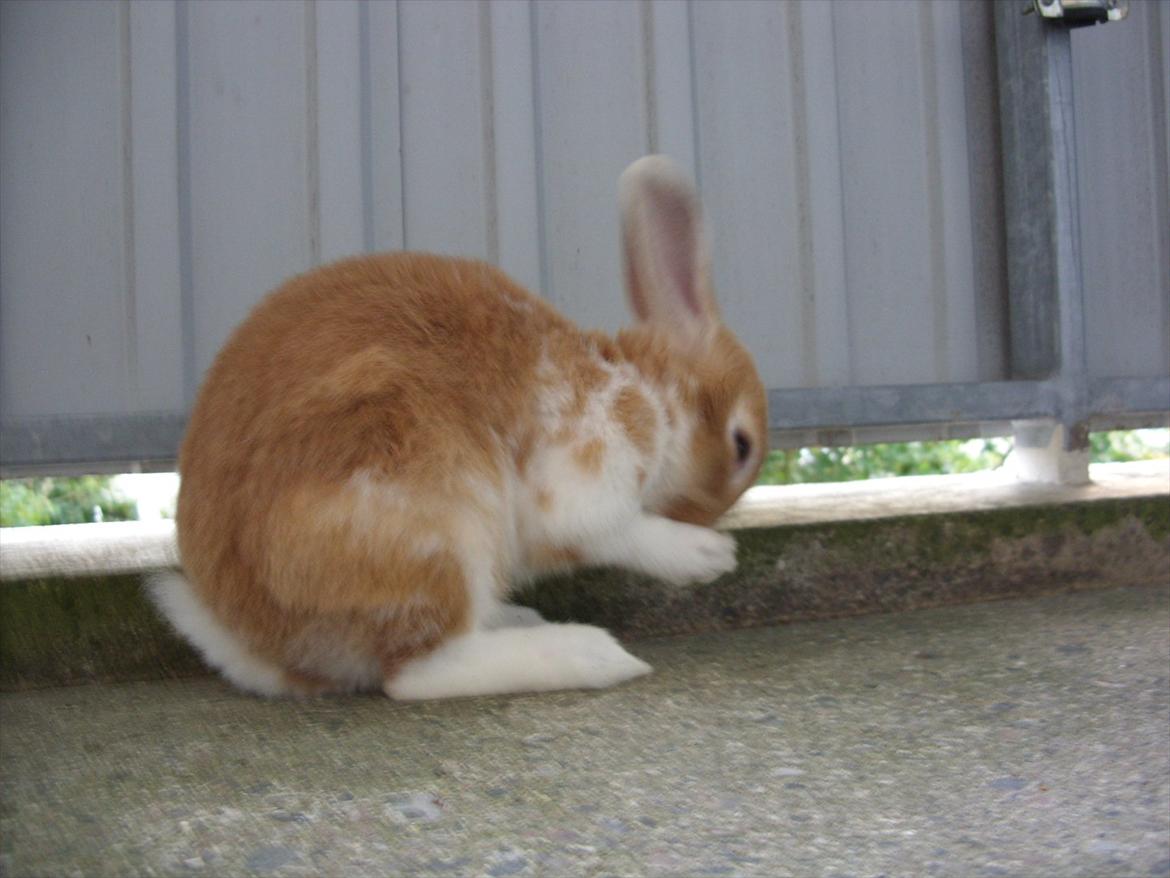 Kanin | Kong Løvefod billede 6