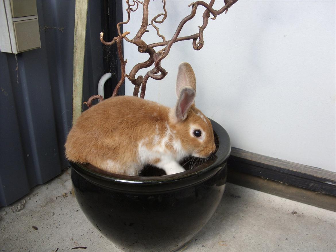 Kanin | Kong Løvefod - Jeg hoppede lige en tur på i mor's potte"plante" -  Men det blev hun ikke så glad for. Hehe :D billede 7