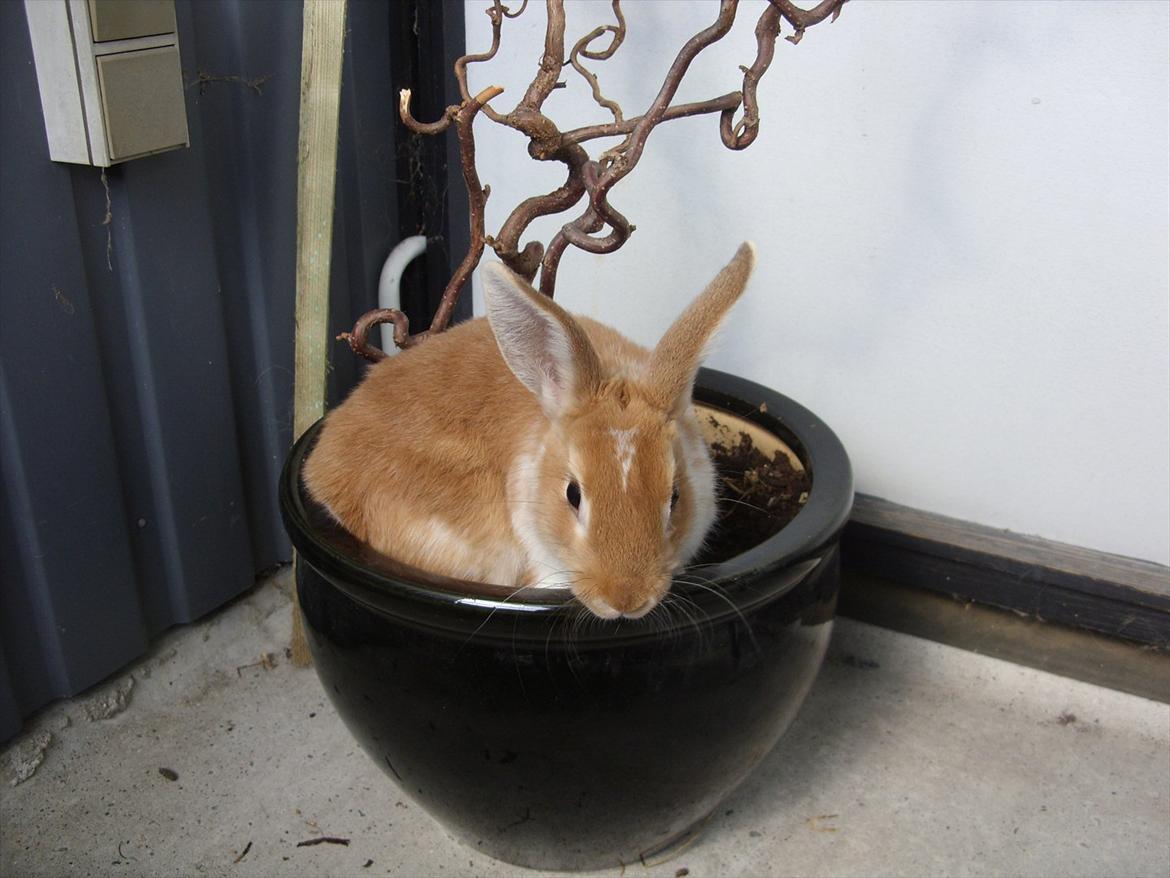 Kanin | Kong Løvefod - Jeg hoppede lige en tur på i mor's potte"plante" -  Men det blev hun ikke så glad for. Hehe :D billede 8