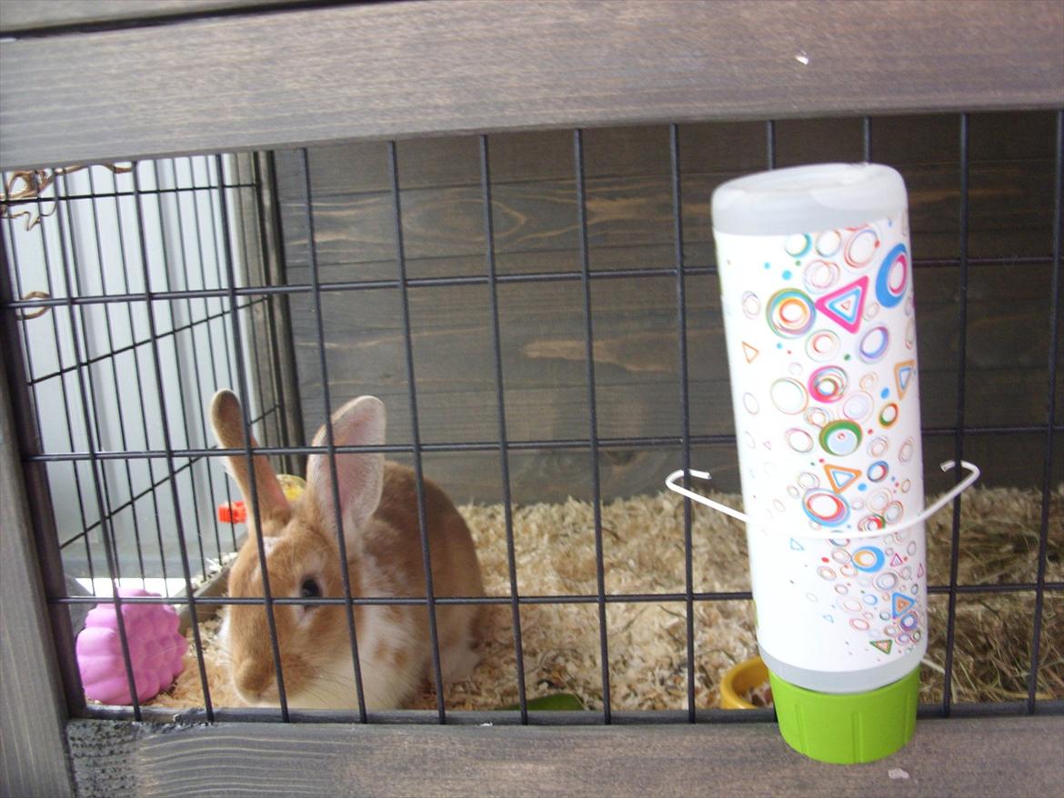 Kanin | Kong Løvefod billede 9