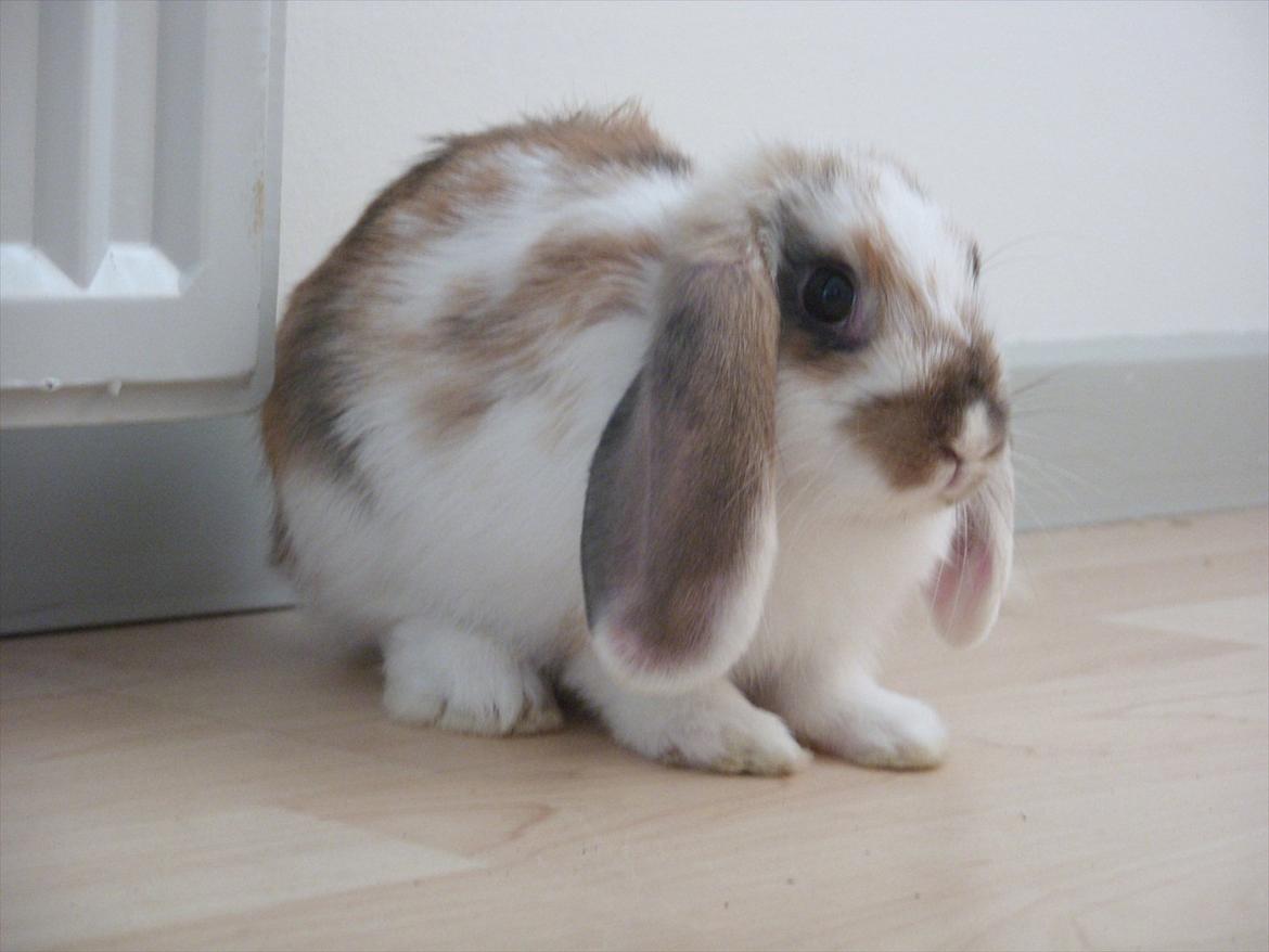 Kanin | White Lupin billede 2