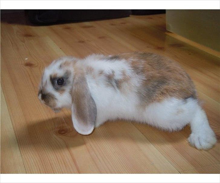 Kanin | White Lupin billede 3