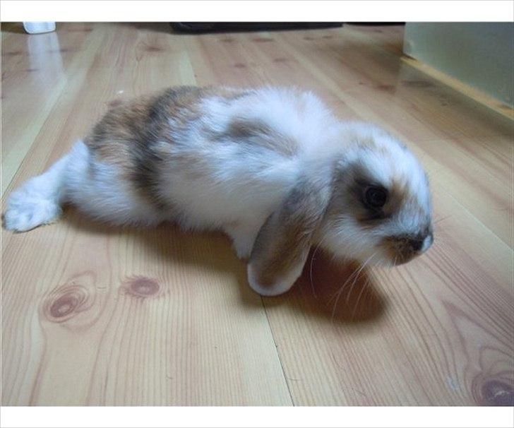 Kanin | White Lupin billede 4