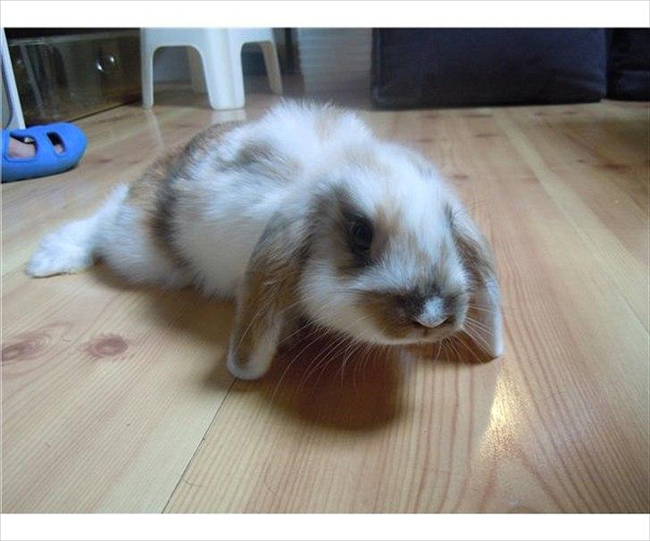 Kanin | White Lupin billede 5