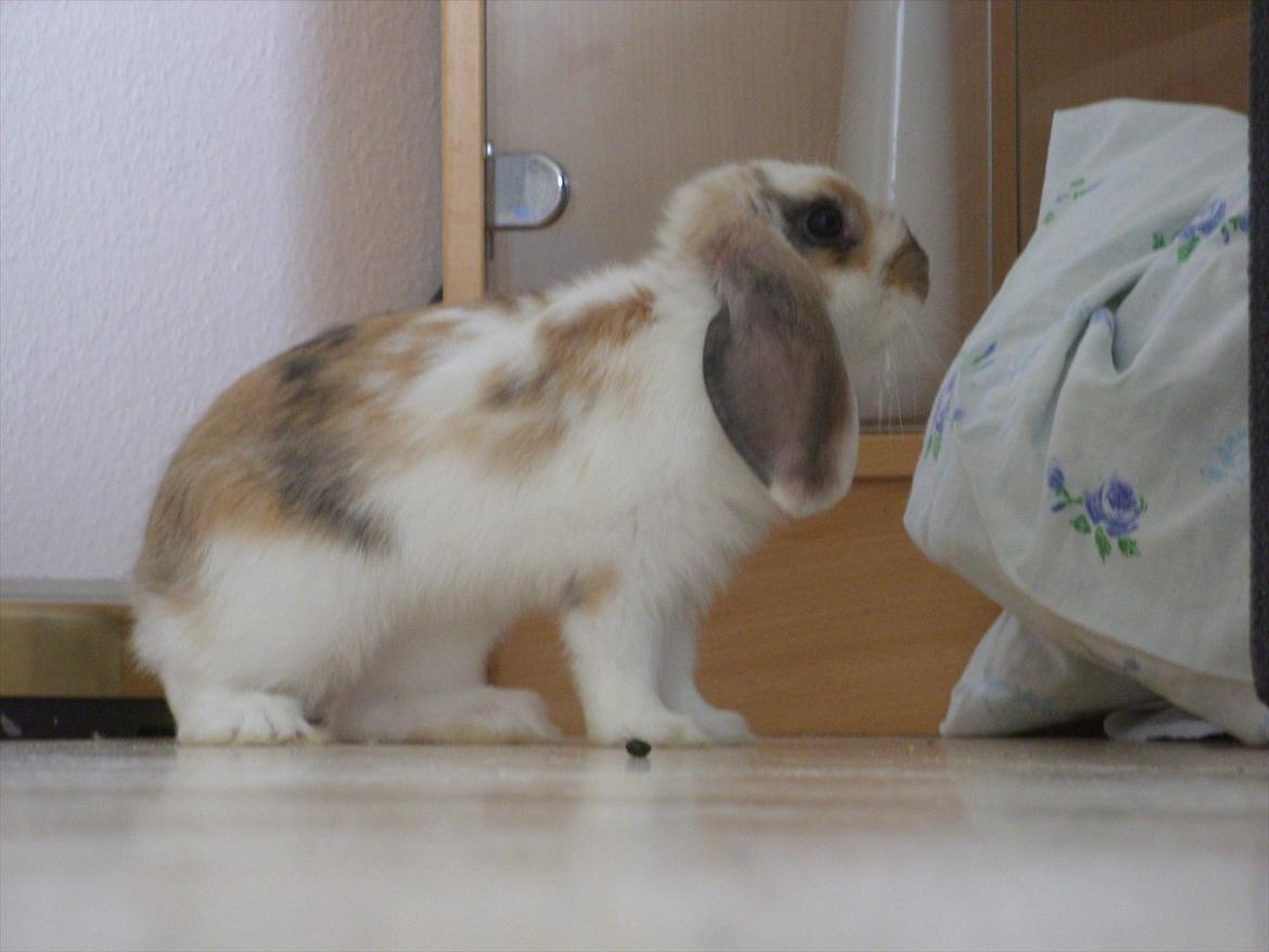 Kanin | White Lupin billede 6