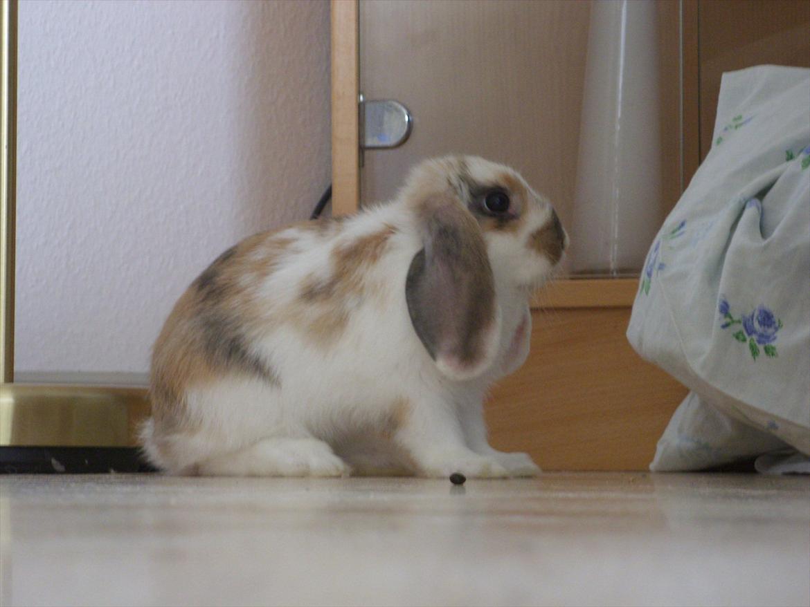 Kanin | White Lupin billede 7