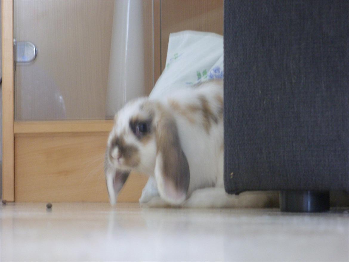 Kanin | White Lupin billede 8