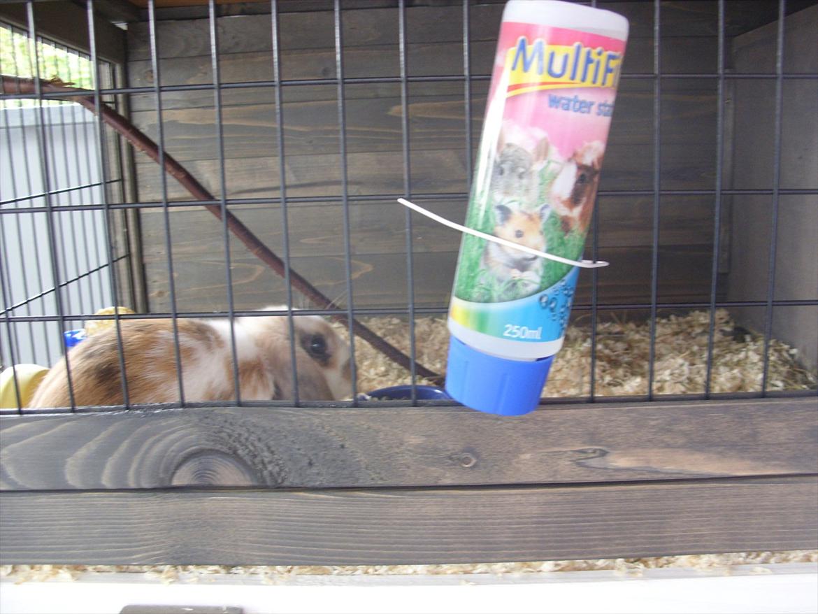 Kanin | White Lupin billede 9