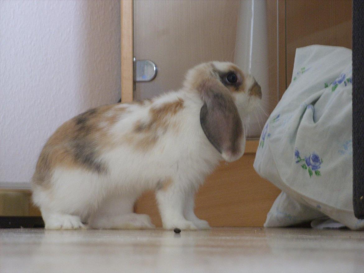 Kanin | White Lupin billede 10