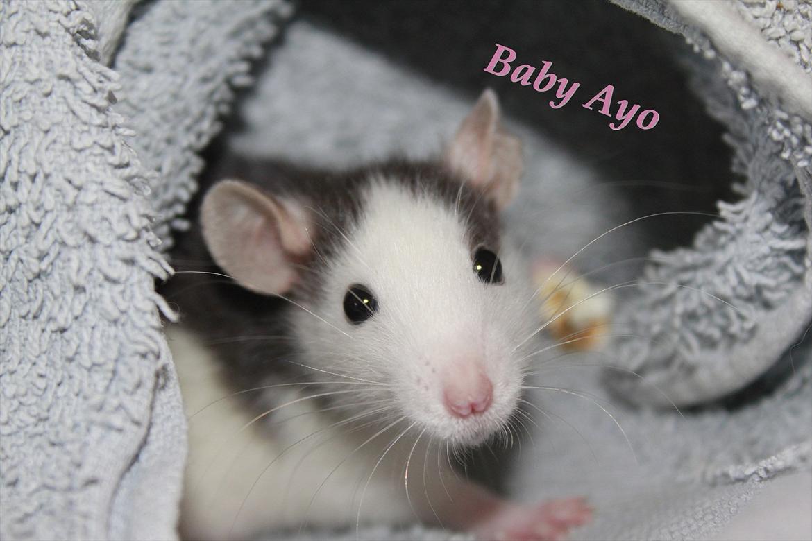 Tamrotte Ayo - Velkommen til Ayo's profil :) billede 1