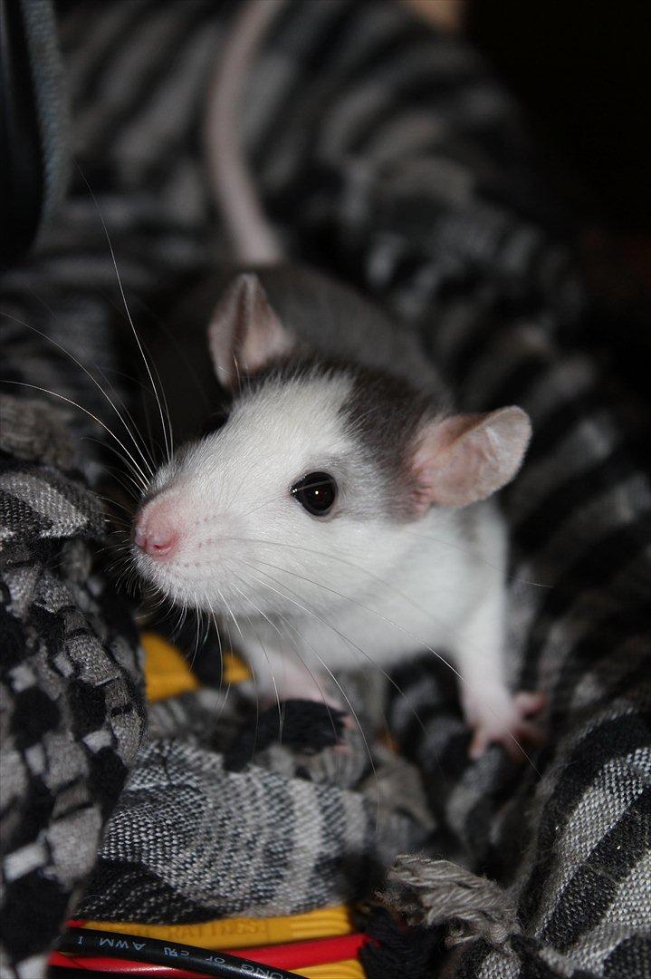 Tamrotte Ayo - Ayo ca. 10 uger :) billede 8