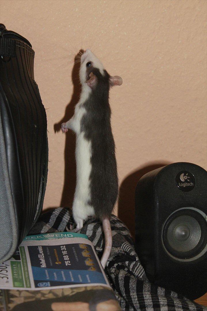 Tamrotte Ayo - Ayo på tur :)
Ca. 10 uger. billede 9